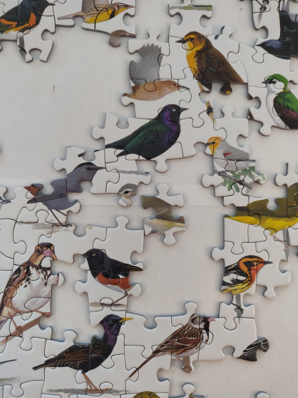 Le monde des oiseaux
