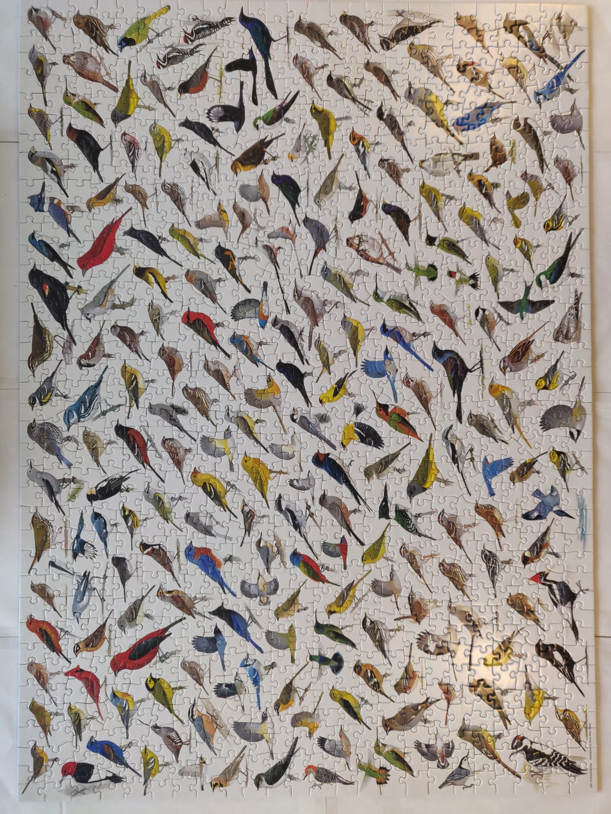 Le monde des oiseaux